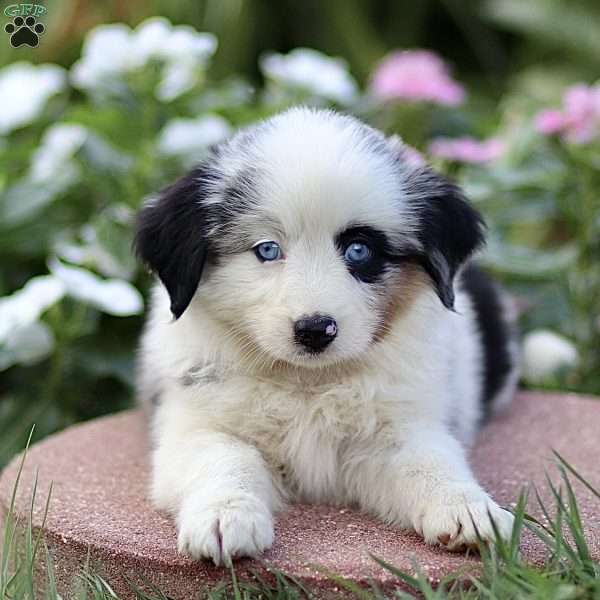 Frances, Miniature Australian Shepherd Puppy